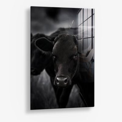 The Cow – Vetro