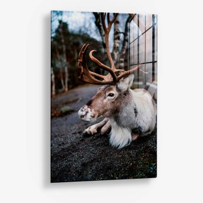 The Caribou – Vetro