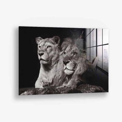 Lion Couple – Vetro