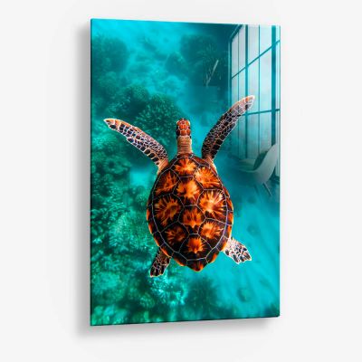 Sea Turtle VT – Vetro