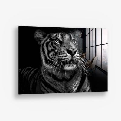 B&W Tiger – Vetro