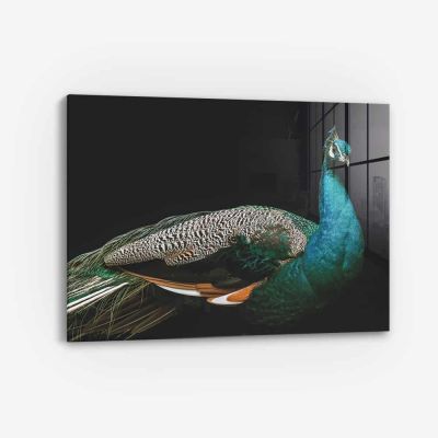 Peacock – Vetro