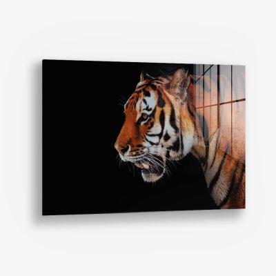 Horizontal Tiger – Vetro