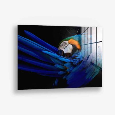 The Parrot – Vetro
