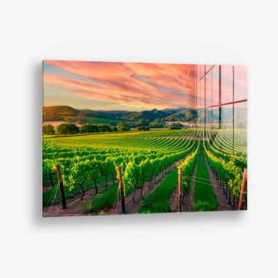 Vineyard – Vetro