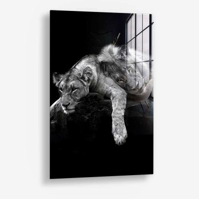 Lion Love – Vetro
