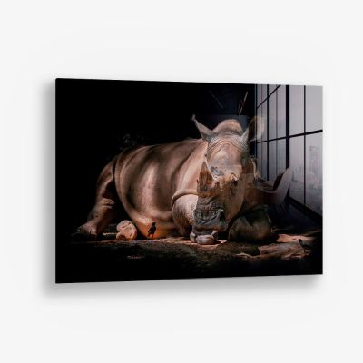 Rhino – Vetro